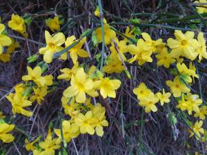 Annelies 09 Forsythia